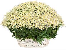 Цветочная композиция из Ромашки в корзине #REPLACE_PRED# Подхожее